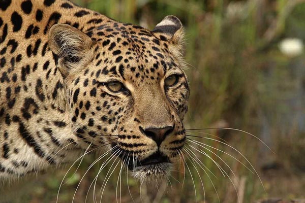 Tenikwa Wildlife Rehabilitation